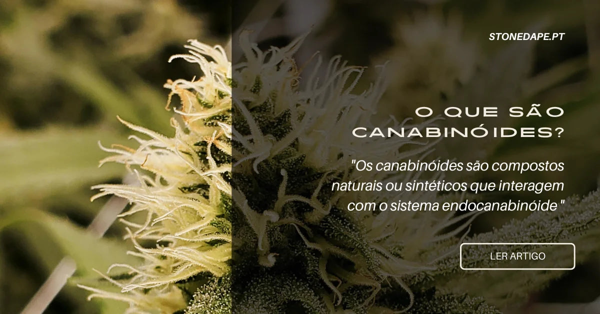 O Que São os Canabinóides?
